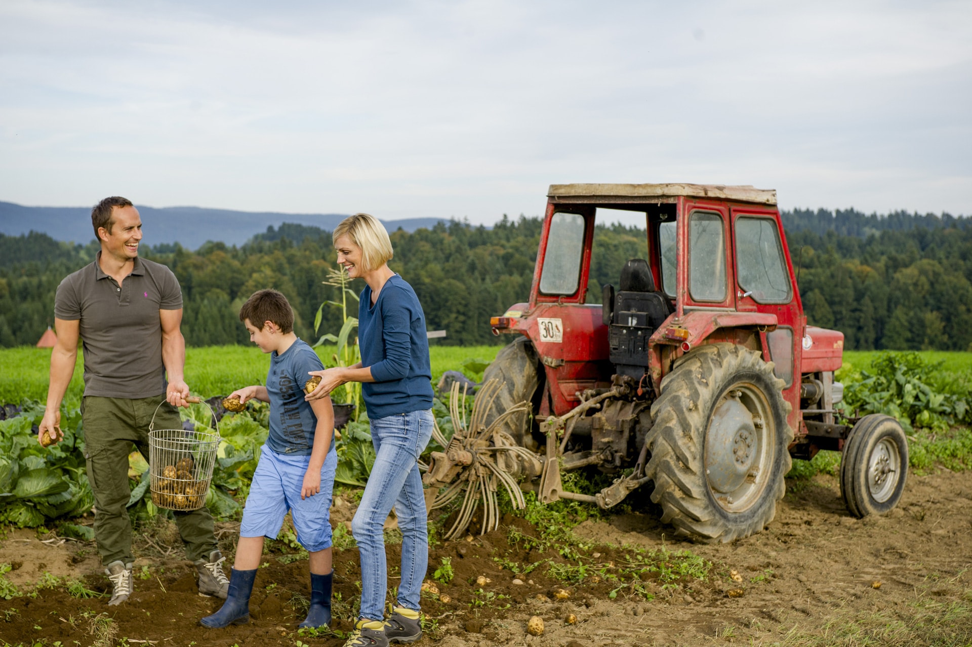 Familie beim Erdäpfel-Klauben am Feld