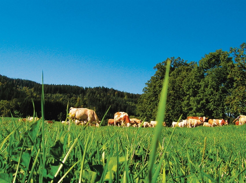 Rinder auf der Weide Rinder auf der Weide