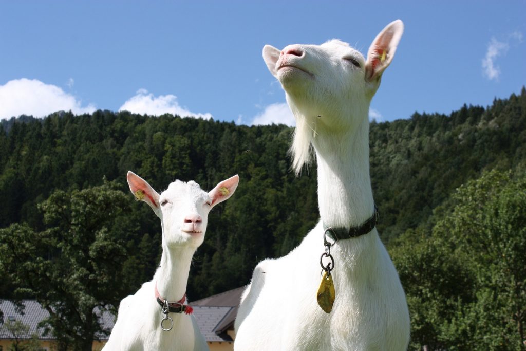 Ziegen_ZZV_OÖ_Header