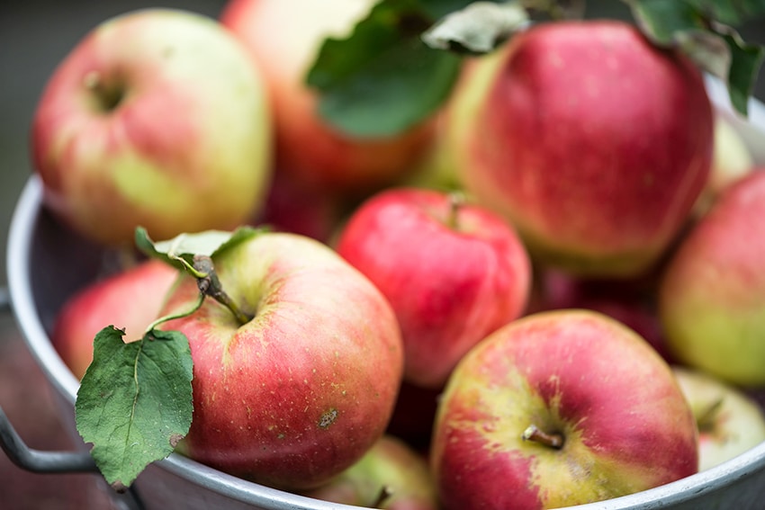 Fall Harvest of Organic Red Apples in a Metal Bowl